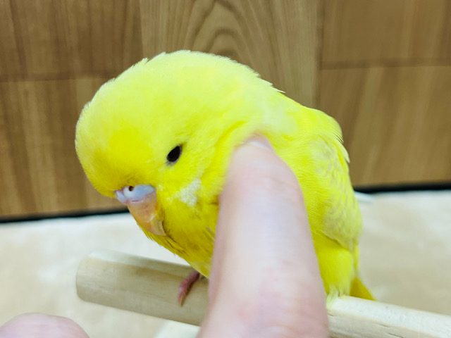 なでなで大好きかまってちゃん♡♡ジャンボセキセイインコ(レースウィング)