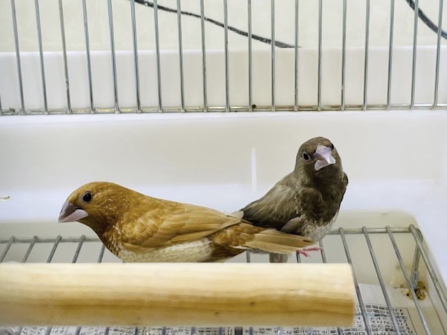 胸の模様、綺麗でしょ？ヨーロッパジュウシマツ