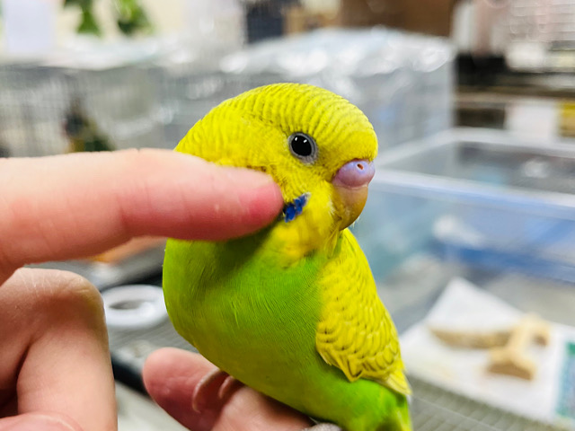 【最新画像・動画更新🪄ひとり餌☆】あざとい系インコ♡セキセイインコ(スパングル) ヒナ