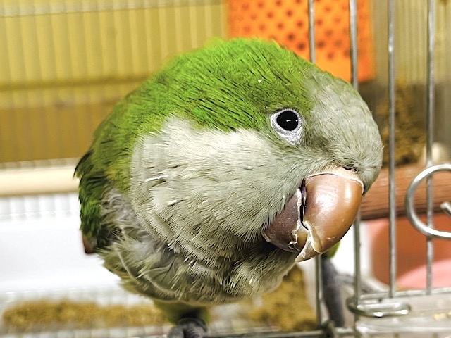 ツンデレオキナはいかがですか？‪☆オキナインコ(グリーン)