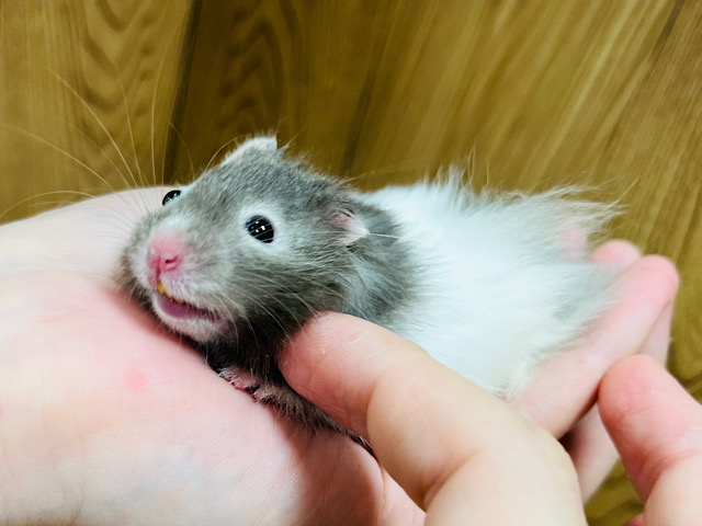癒し系担当ハム♡セーブルハムスター(男の子)