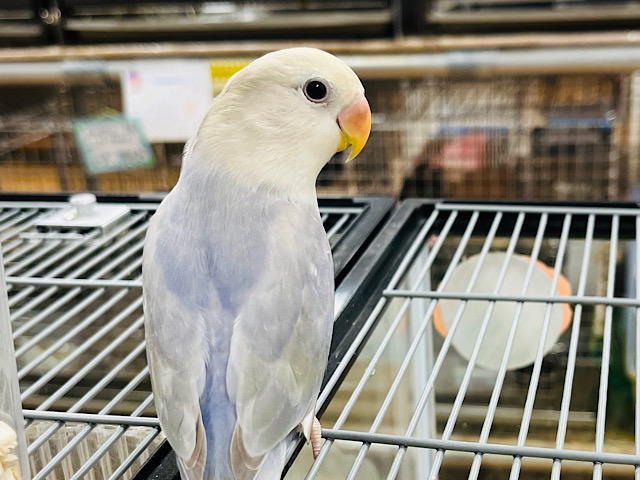 【最新画像更新🪄】上目遣いでメロメロに💗コザクラインコ(バイオレットシナモンオパーリン) ヒナ