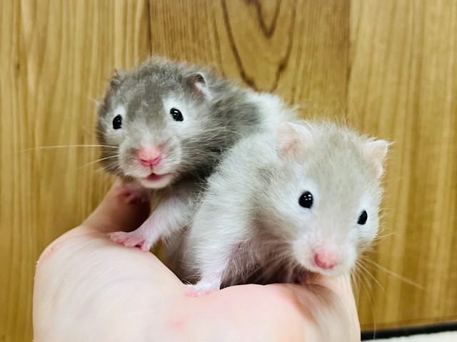 どちらのカラーがお好みですか？♡セーブルハムスター(男の子)