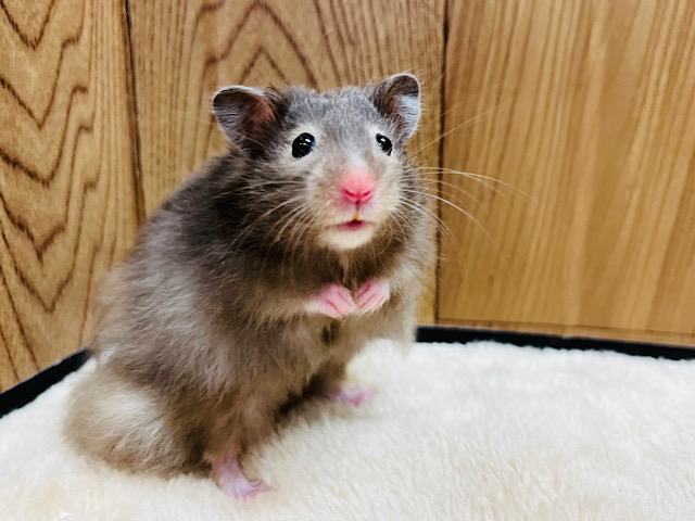 一味違うカラーです◎セーブルハムスター(男の子)