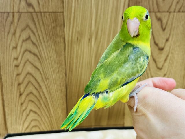 【最新画像更新🪄ひとり餌になりました！！】小さな体と大きな存在感✨️マメルリハ(パイド)男の子 ヒナ