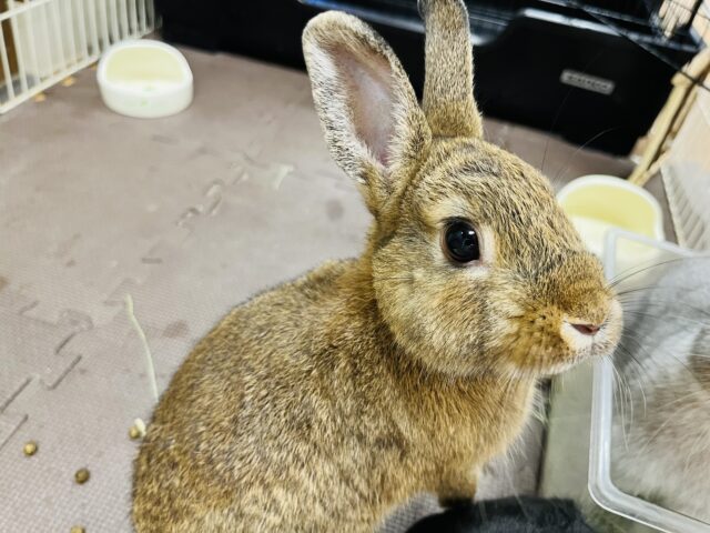 【最新画像更新🪄】ちびっ子ながらに人慣れさん♪ネザーランドドワーフ(チェスナット)