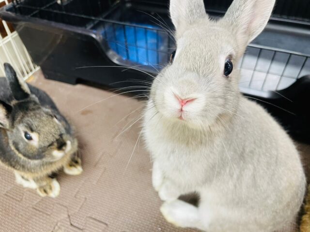 【最新画像更新🪄】透明感溢れる美人さん🫧ネザーランドドワーフ(オパール)女の子