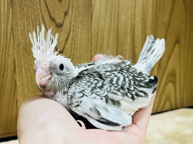 目指せムチムチ体型☆オカメインコ(WFパールパイド) ヒナ