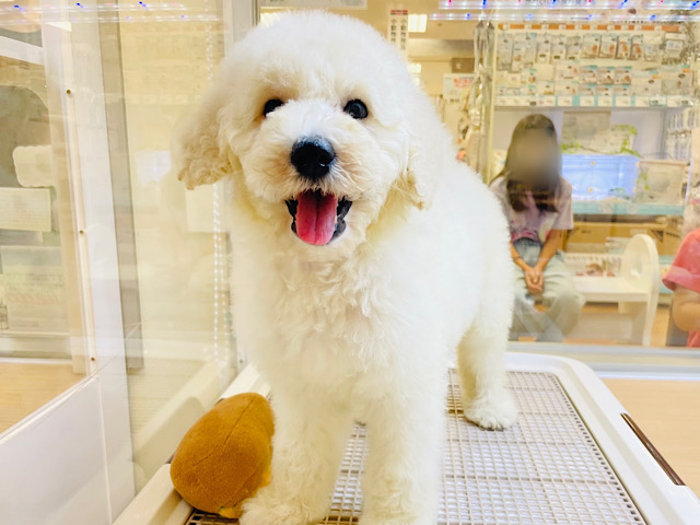 一瞬で心を奪われる激カワBig Baby！