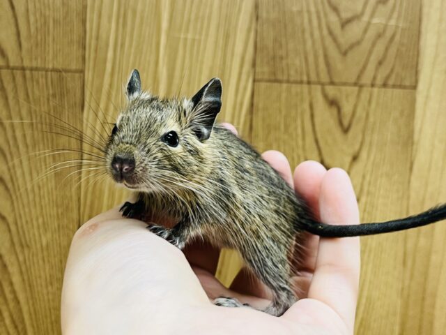 ベビベビサイズのデグーくん☆(男の子)