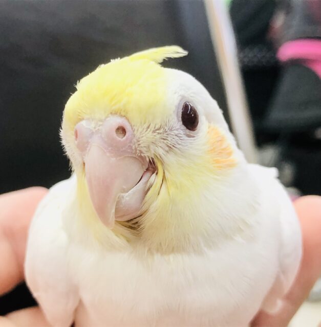 ツンツンウブウブです　オカメインコ　Ｒ５　５／３１撮影