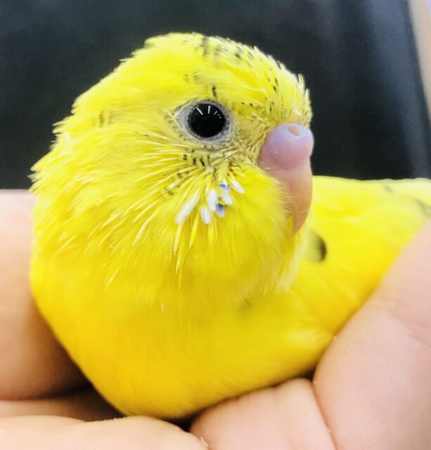 ハルクインってなんかいいですよね　セキセイインコ　Ｒ５　６／７撮影