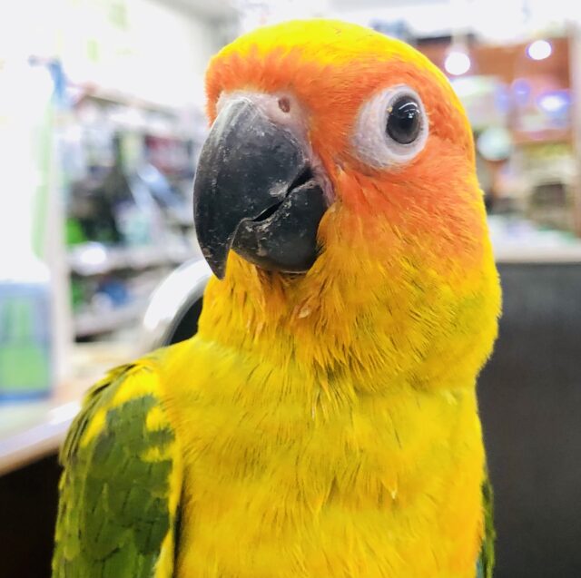 【最新画像更新✨】ちょ~ベタなれ!! コガネメキシコインコ R5 4/8撮影 【最新画像更新✨】ちょ~ベタなれ!! コガネメキシコインコ R5 4/8撮影