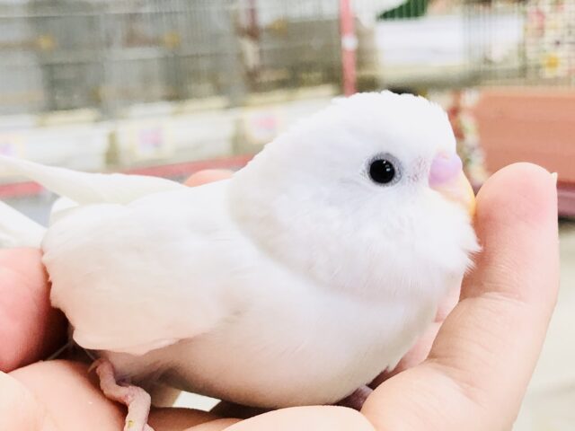 ピュアなハートを持ってる？　セキセイインコ　R５　６／２１撮影