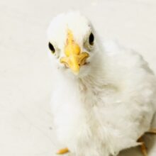 ピヨピヨー元気なチャボ　カツラチャボ　Ｒ５　６／７撮影