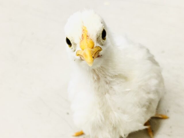 ピヨピヨー元気なチャボ　カツラチャボ　Ｒ５　６／７撮影