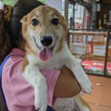 ニコニコ笑顔でハピハピ☆コーギー・男の子！