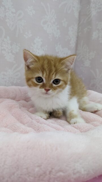 絶対守ってあげるからね☆フォールデックス・女の子！