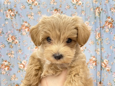 癒し系ふんわりボーイ☆　ハーフ犬の男のコ 2023.6/9撮影