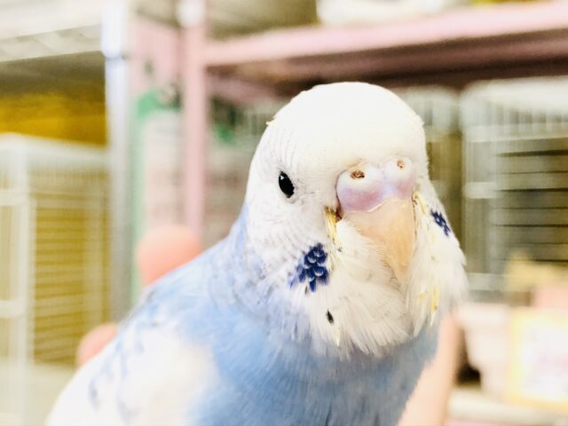 トリコロールカラー　セキセイインコ　Ｒ５　７／１３撮影