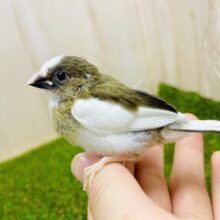 最新画像になりますよ⭐️気づけばホラ浮かんでる〜みんなの中にでっかい夢〜　十姉妹　白茶