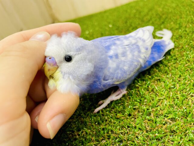 最新画像になりますよ⭐️空いっぱいに1番の自分で輝け✨　セキセイインコ　スパングル　バイオレット