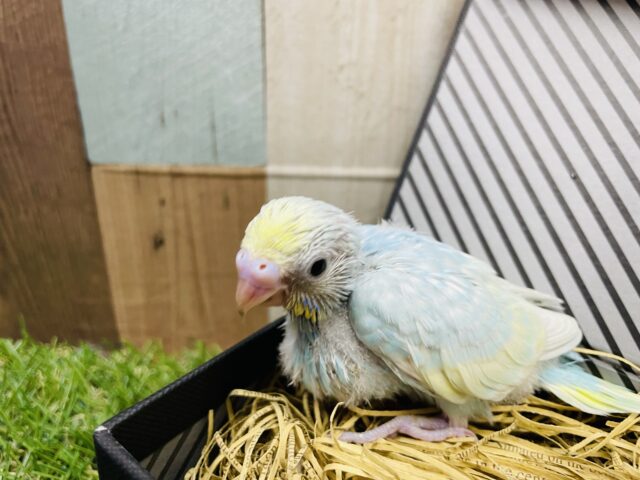 優しい色合いの可愛いこ！セキセイインコのパステルレインボー！