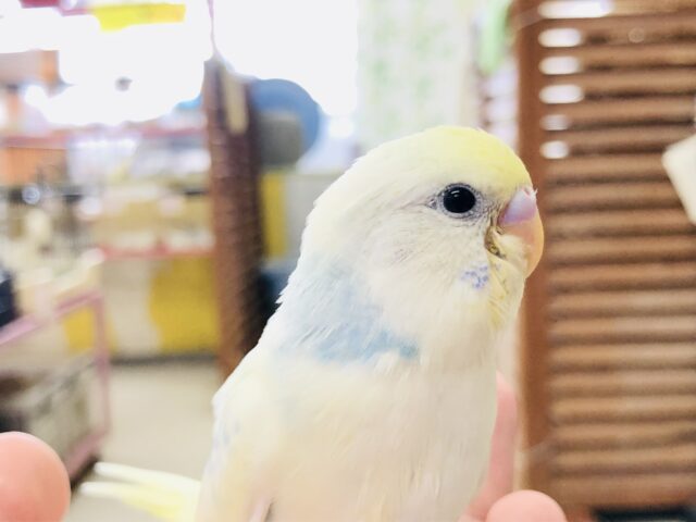 優しいカラー　セキセイインコ　Ｒ５　７／６撮影