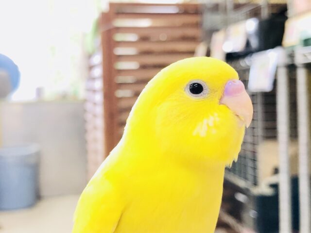 明るいカラーにパッチリおめめ　セキセイインコ　R５　７／５撮影
