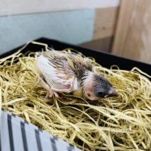 ベージュのお色が可愛らしいヒナさん！十姉妹！！