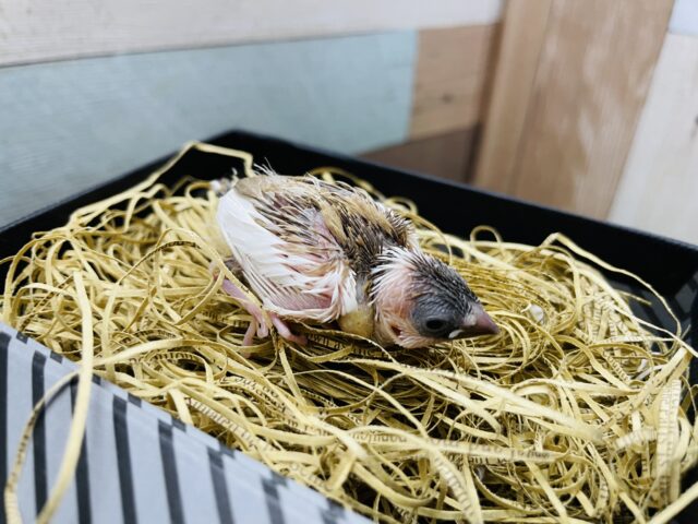 ベージュのお色が可愛らしいヒナさん！十姉妹！！