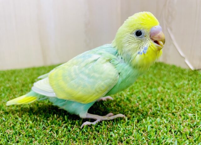 あはっ☆とご機嫌よくご挨拶〜🥭　セキセイインコ　パステルカラーレインボー