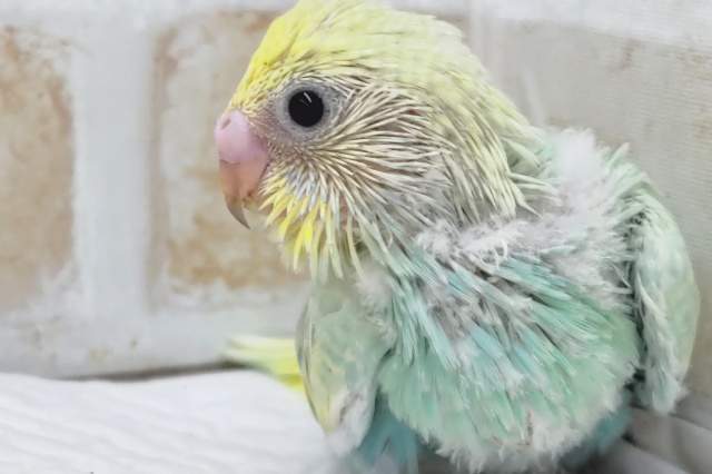 色合い最高カラー🌈 セキセイインコ(パステルレインボー)