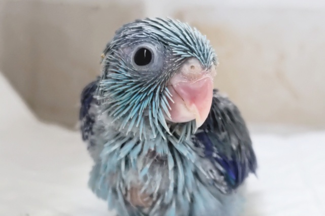 青のかわいい子～🩵 マメルリハインコ(ブルー)