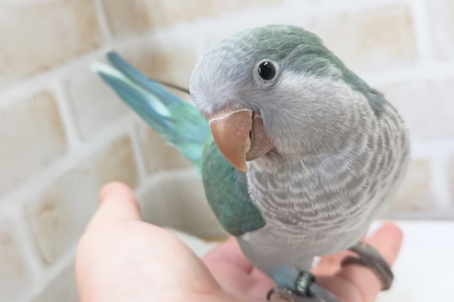 最新画像あり！ とってもキレイなブルー💙 オキナインコ(アクアブルー)