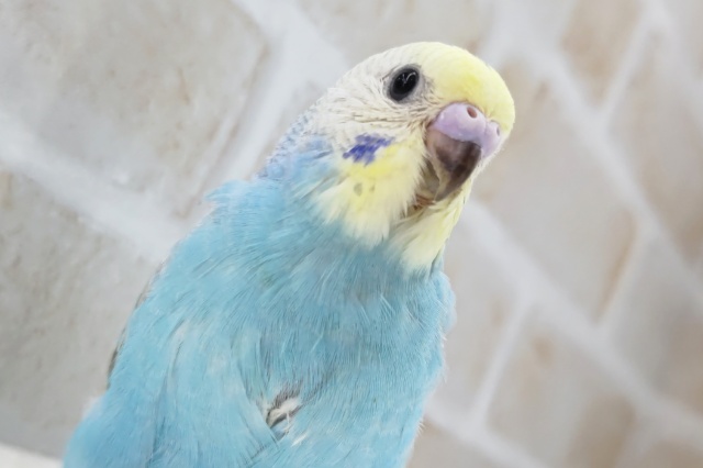 パッチリ、パステル～🌈 セキセイインコ(パステルレインボー)