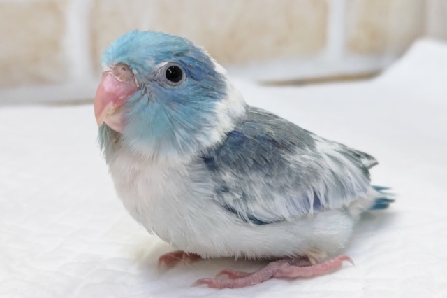 ブルーいっぱい～🔵 マメルリハインコ(ブルーパイド)