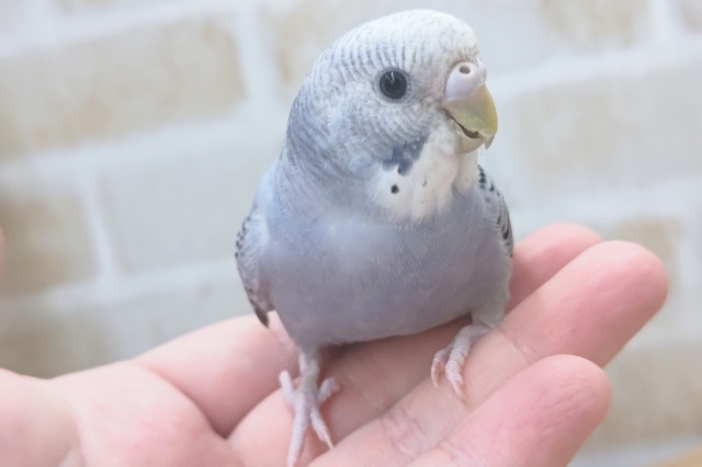 青みがかったグレー🕊️ セキセイインコ(グレーオパーリン)
