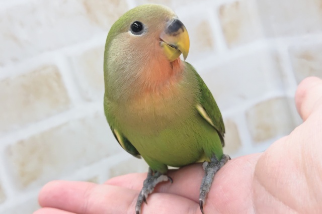 メロメロになっちゃう～🌸 コザクラインコ(ノーマル)