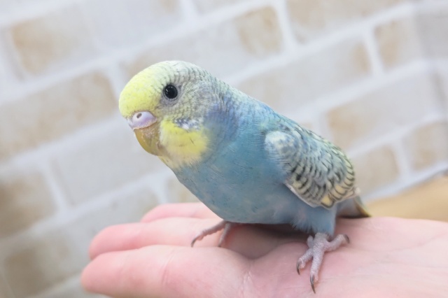 ツンデレレインボー🌈 セキセイインコ(レインボー)