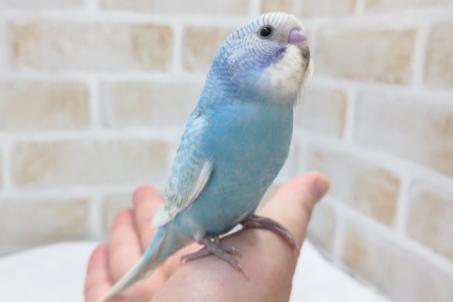 最新画像あり！ キレイな魅力的ブルー🩵 セキセイインコ(ブルースパングル)