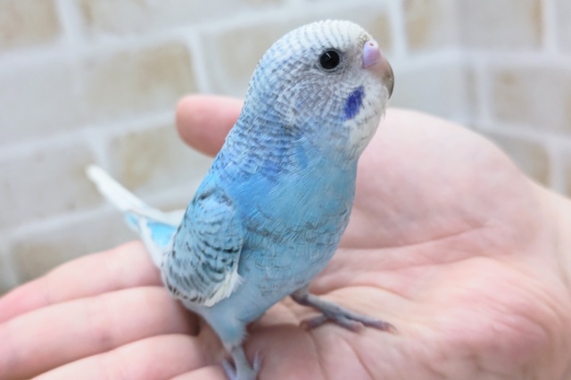 最新画像あり！ 定番ブルーさん～🐣 セキセイインコ(ブルーオパーリン)