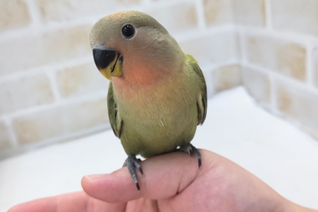 最新画像あり！ 立派な桜を咲かせてねっ～🌸 コザクラインコ(オパーリン)