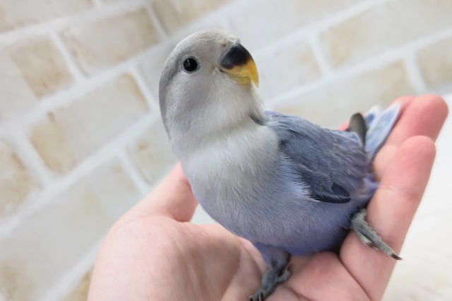 最新画像あり！ 色合いたまらない～💜 コザクラインコ(バイオレットオパーリン)