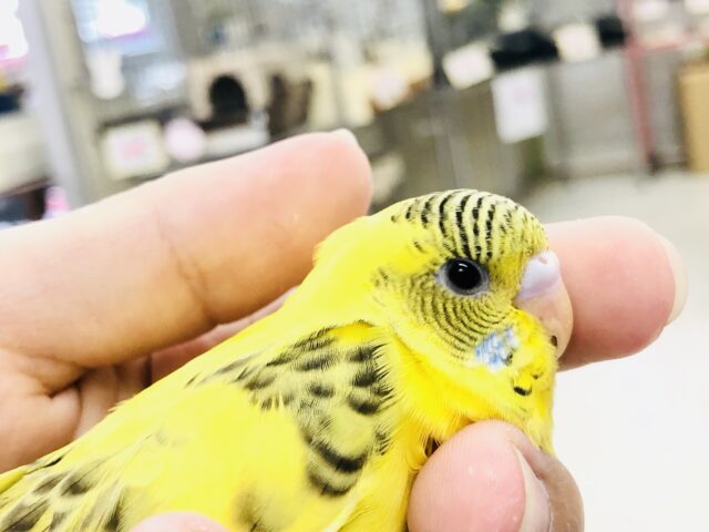 パッと見は虎？　セキセイインコ　Ｒ５　７／１３撮影