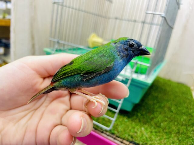 注目❗️華やかに彩るチモールちゃん！　チモールセイコウチョウ