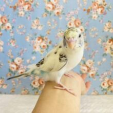 最新画像🌟魅力的な優しい色合い❤︎手乗りセキセイインコ(クリームハルクイン)