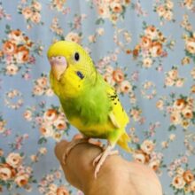 最新画像🌟インコ界モテ色No. 1❤︎手乗りセキセイインコ(オパーリンパイド)