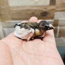 ミニミニサイズの可愛らしいヒナさん！十姉妹①