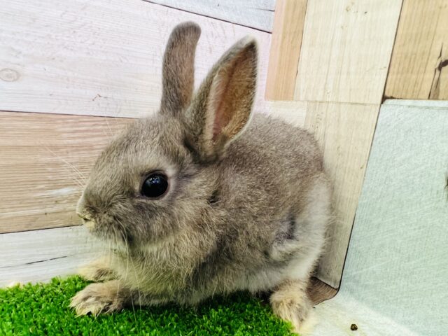 くりくりおめめ♡やんわりカラーがキュート！ネザーランドドワーフラビット（ブルーオター）